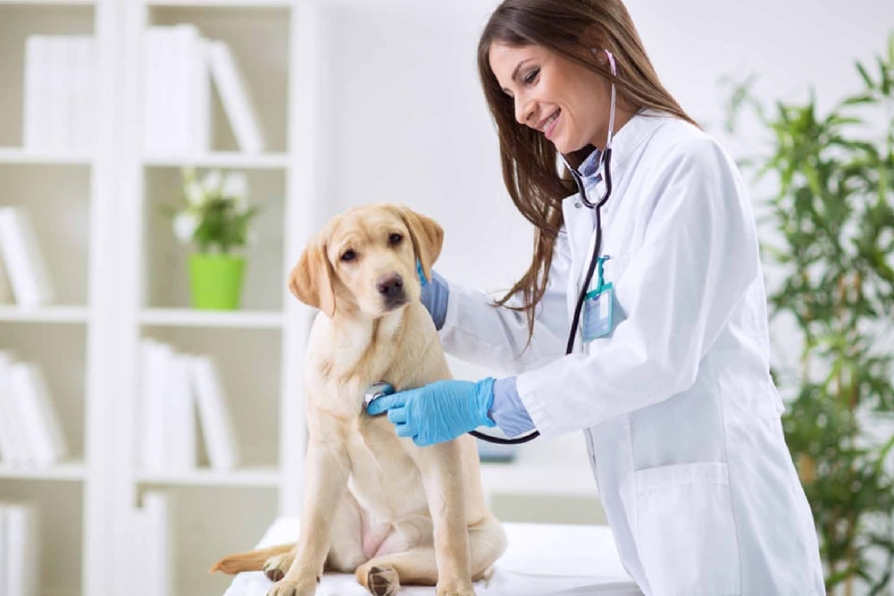 veterinaria oscultando a un perro